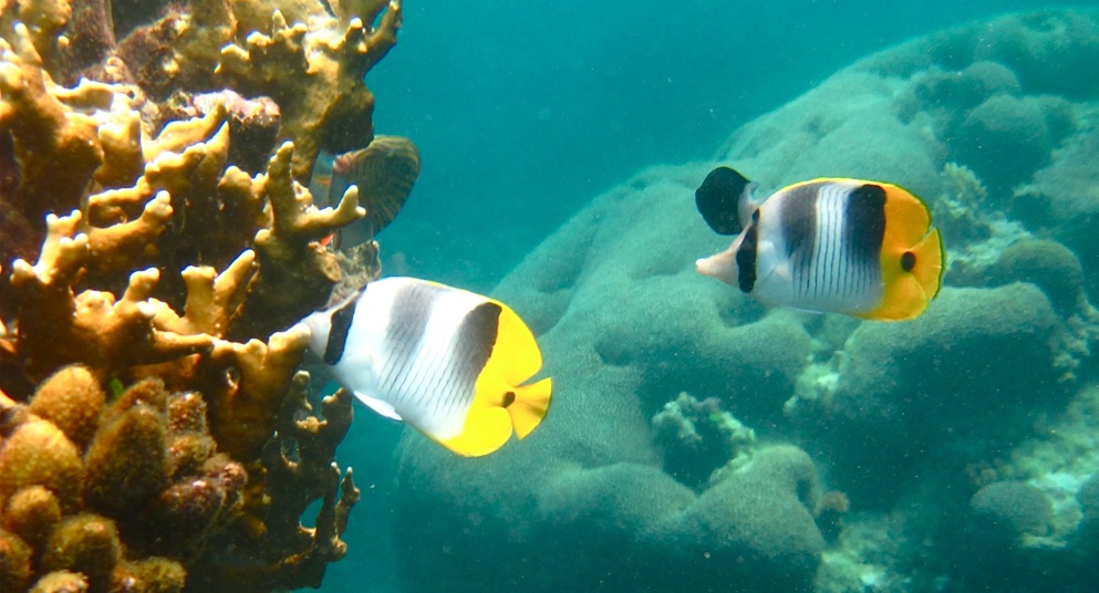ColorfulFish