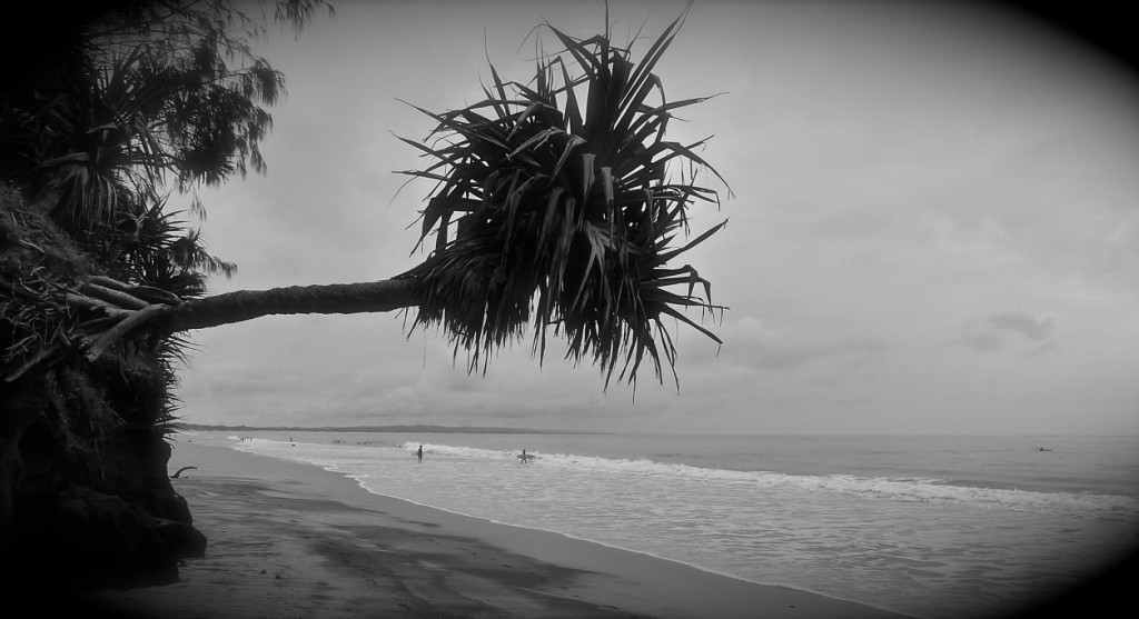 RainbowBeachTree