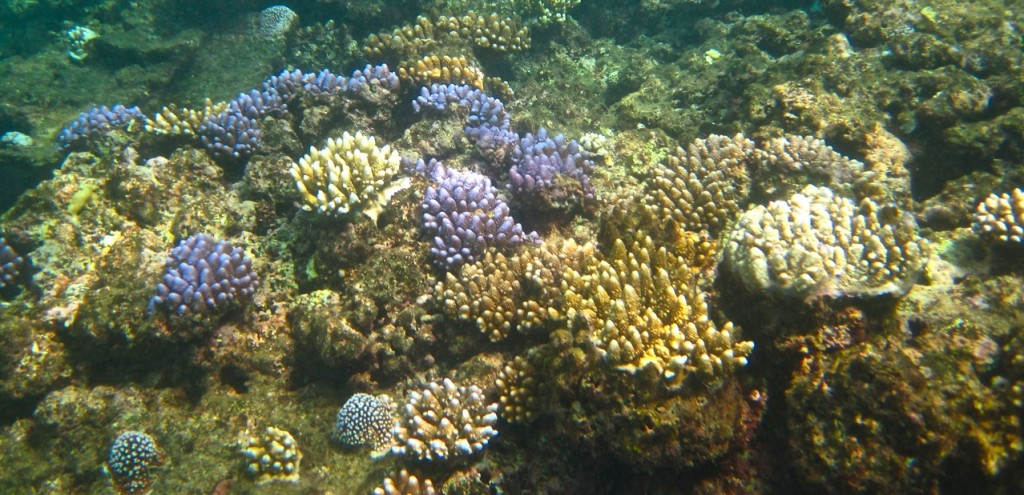 Coral