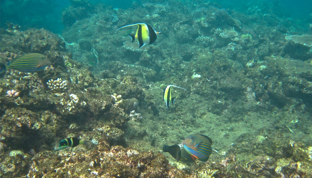 awesomeFish