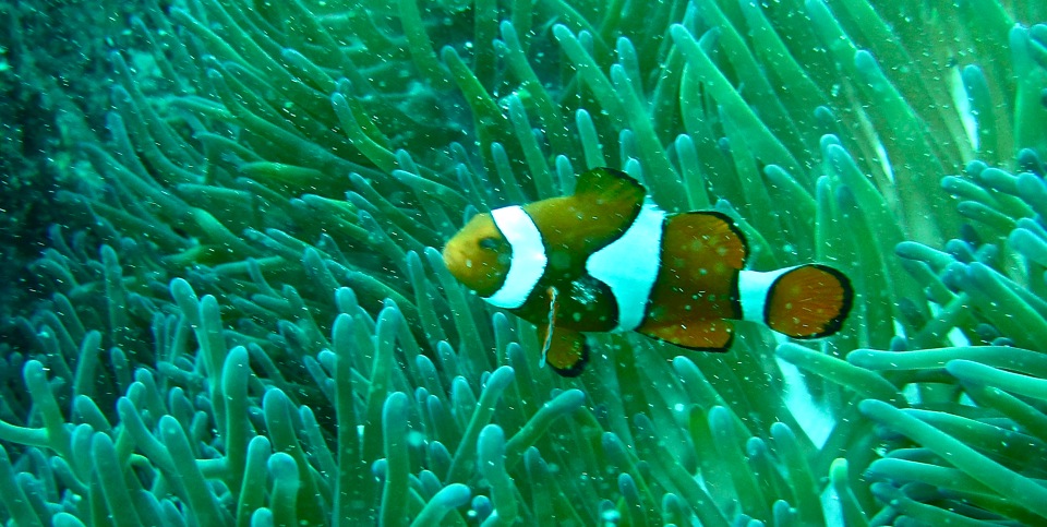 foundNemo