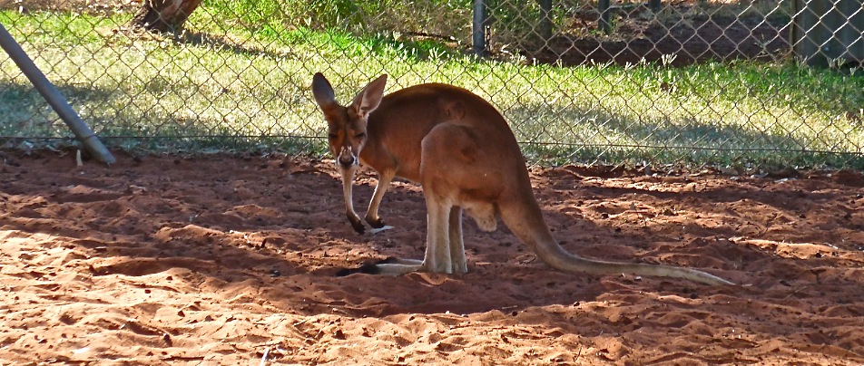 Kangaroo