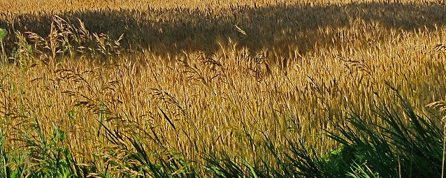 WheatField