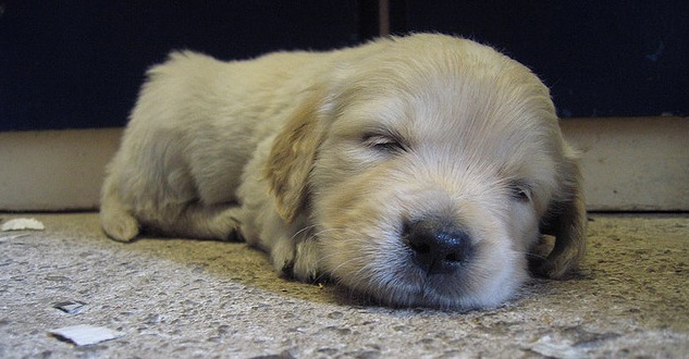 Sleeping Puppy