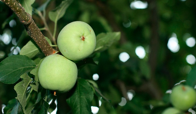 Apples