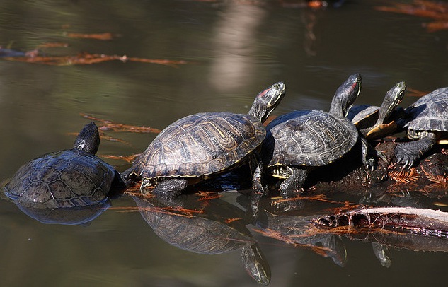 Turtles