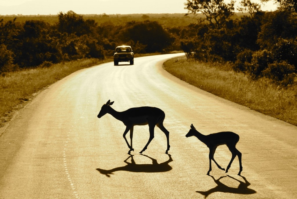 Deer
