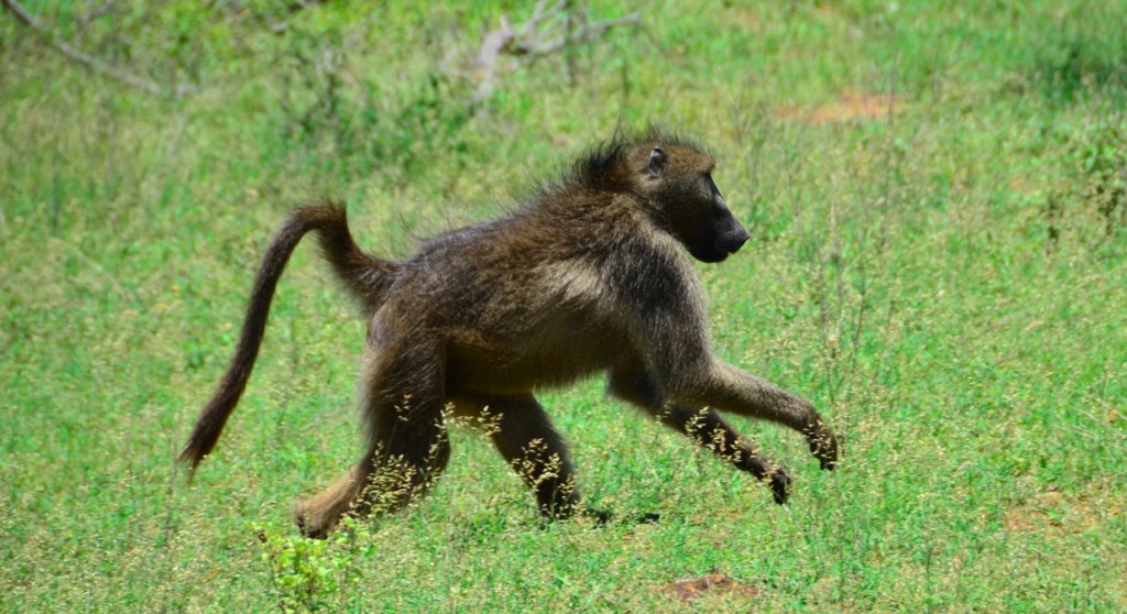 Monkey