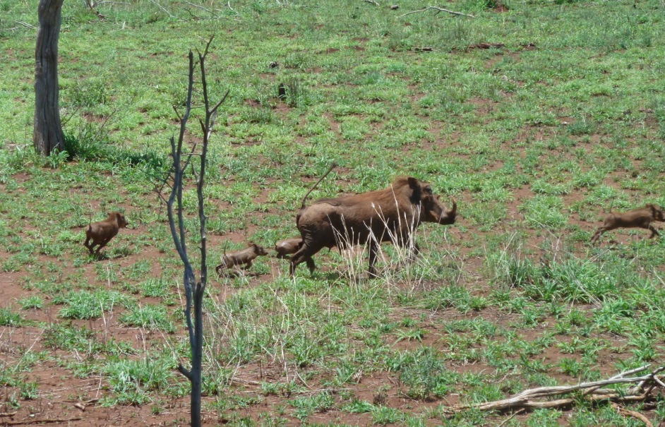 warthogs