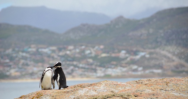 penguins