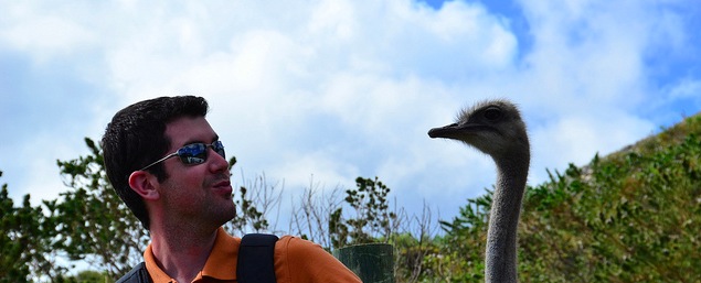 Ostrich