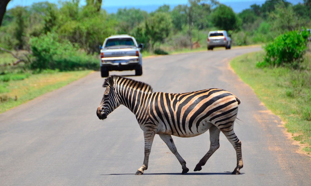 Zebra