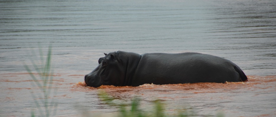 Hippo
