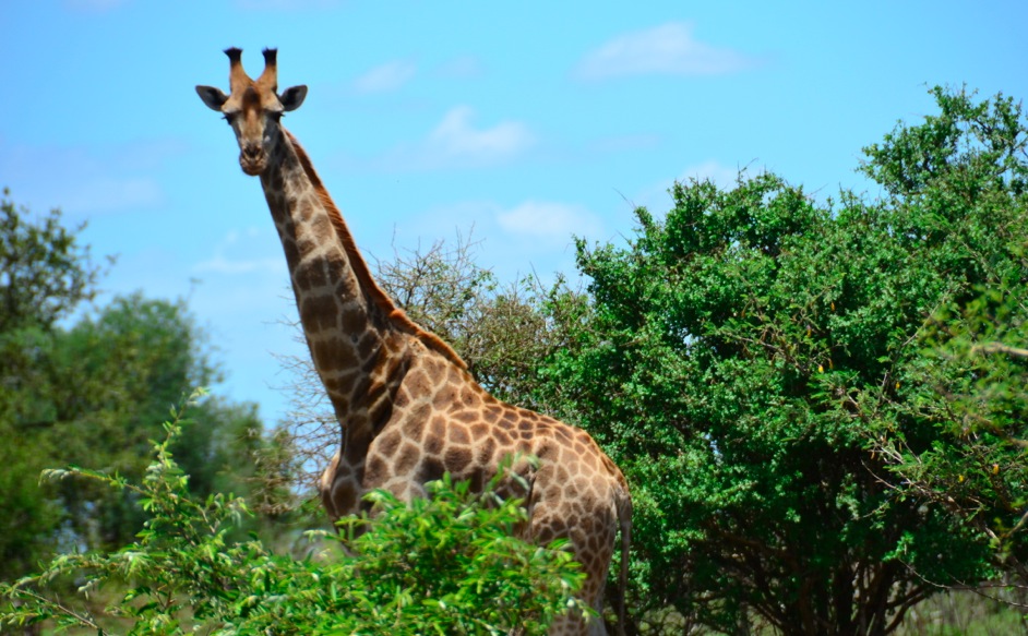 Giraffe