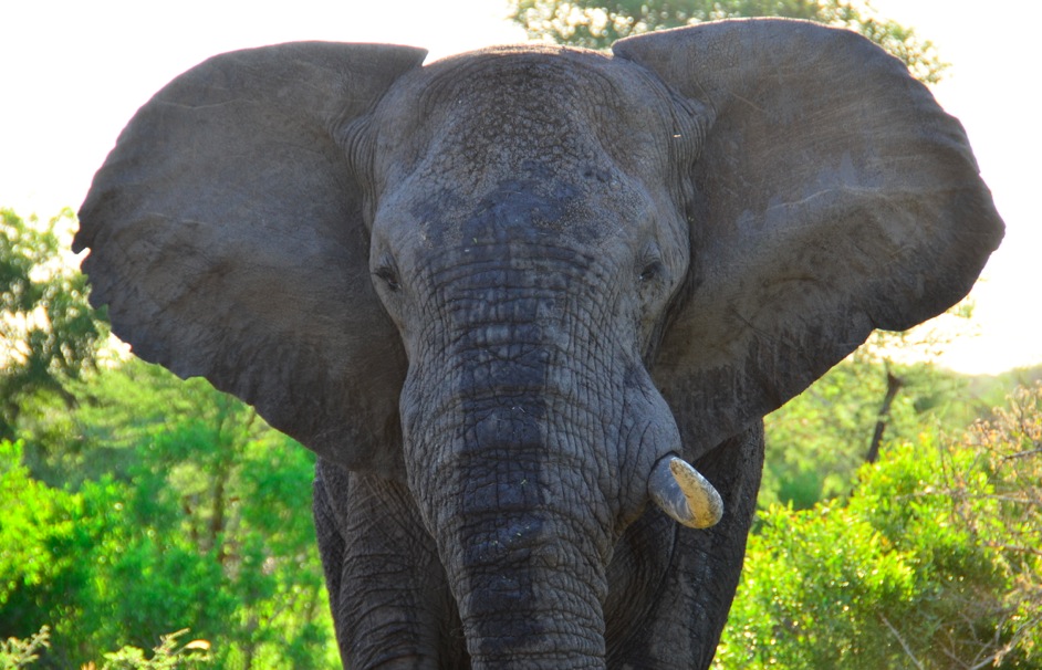 elephant