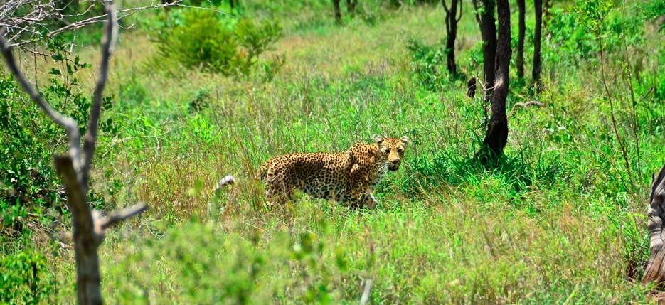 Leopard