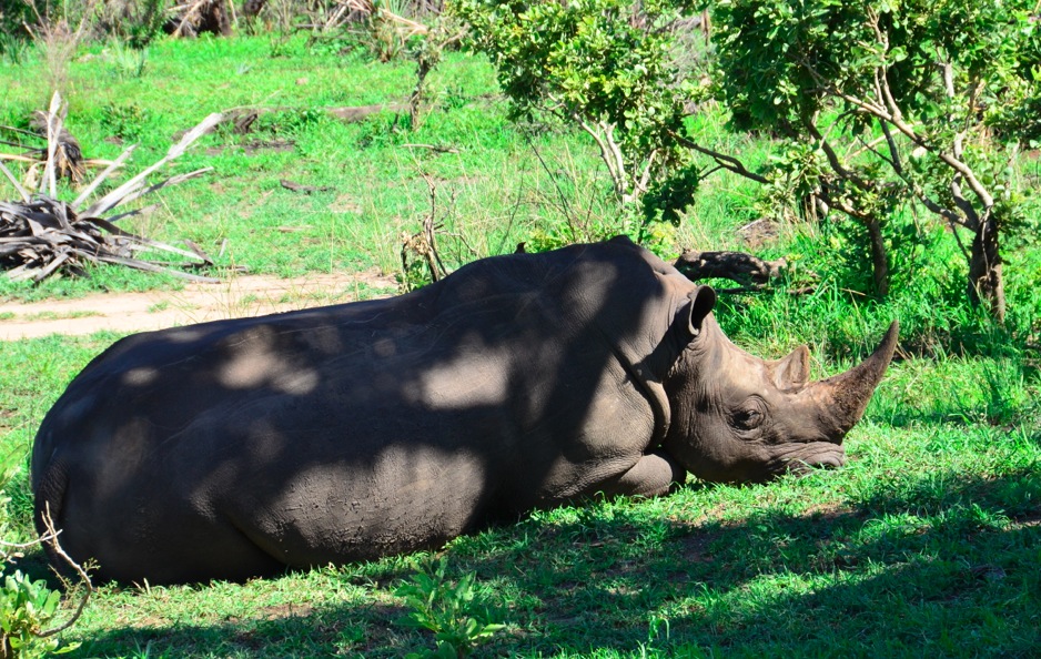 Rhino