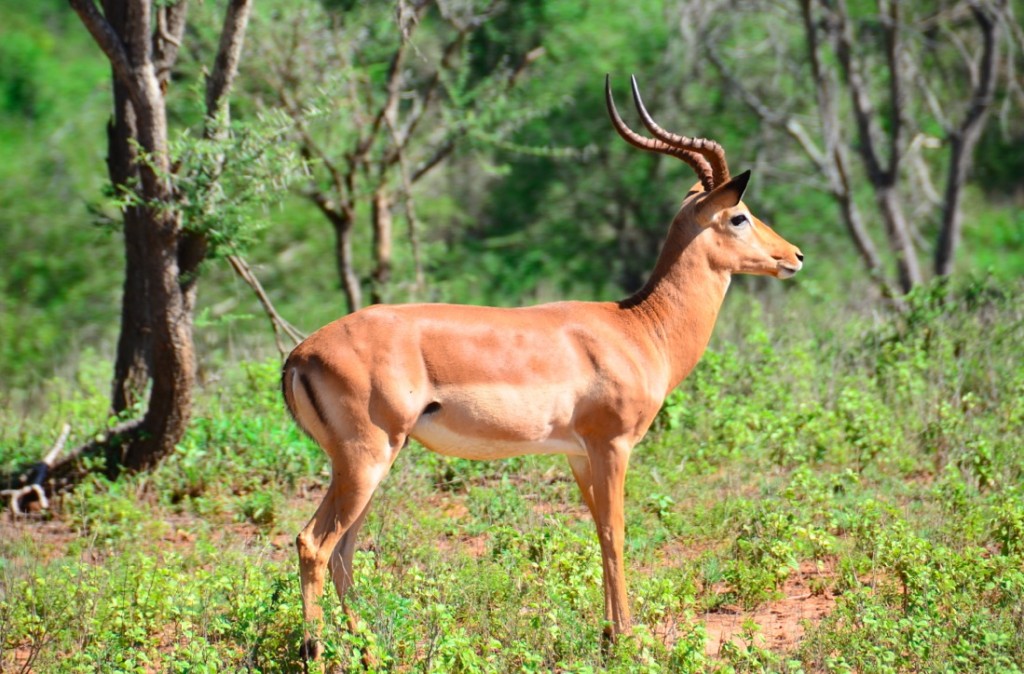 Impala