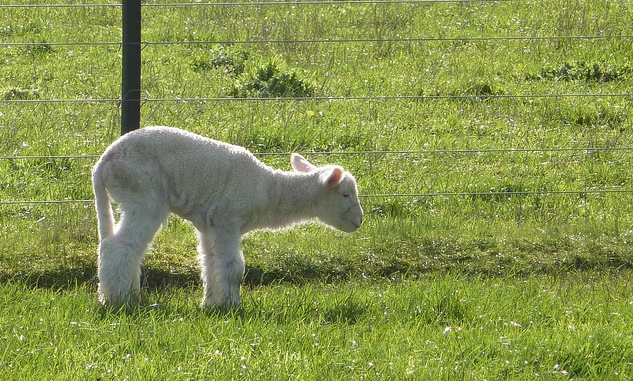Baby Lamb