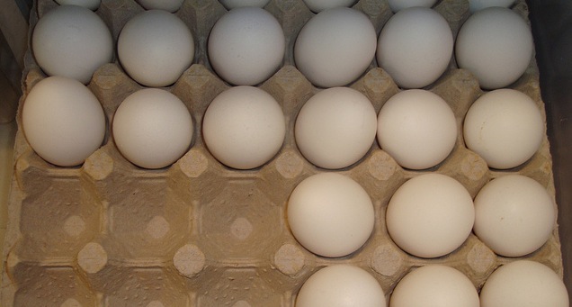 eggs