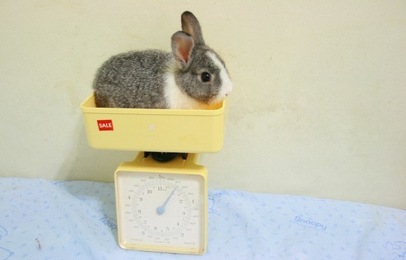 Bunny-rabbit-on-scale bunny rabbit on scale