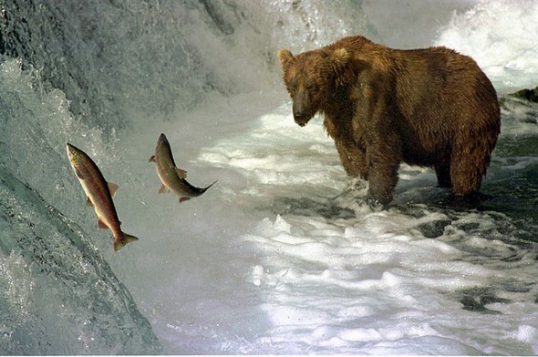 Bear Catching Salmon Bear Catching Salmon