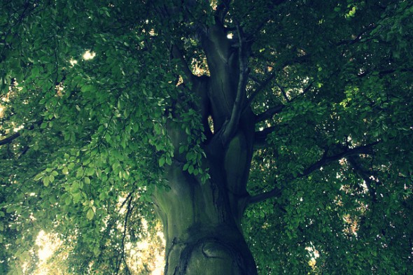 lothlorien-tree-lord-of-the-rings lothlorien-tree-lord-of-the-rings
