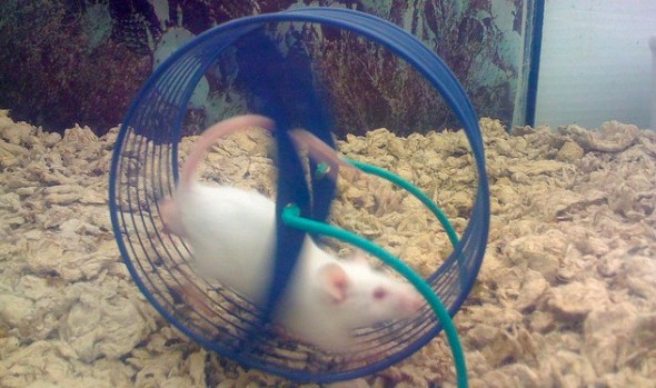 mouse on a wheel