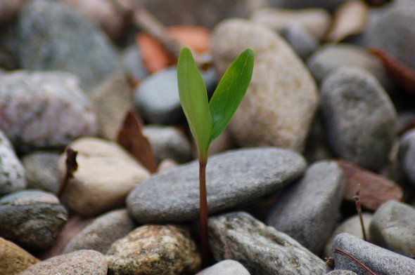 Plant the Seed Seedling emerges from rocks