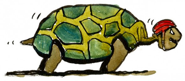 turtle wearing helmet turtle wearing helmet