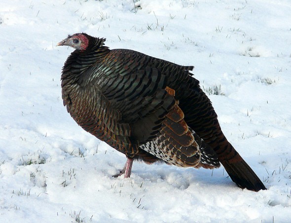 Cold Turkey
