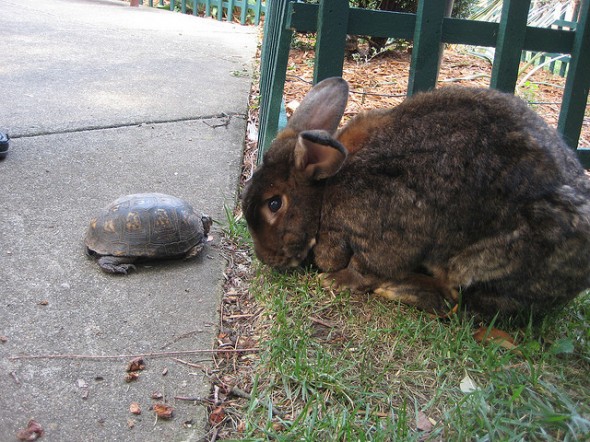 Turtoise Hare
