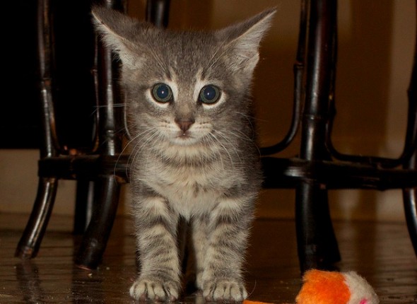 kitty