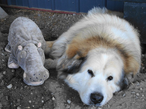 sad dog