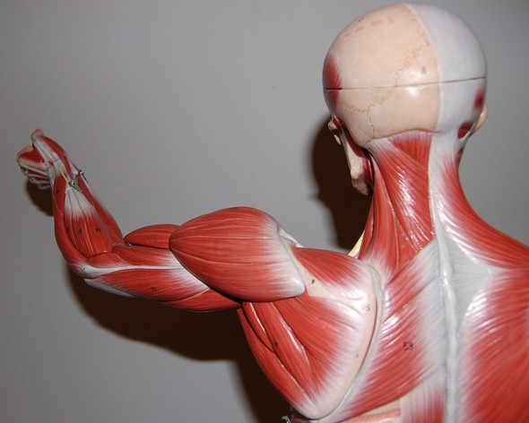 muscle hypertrophy